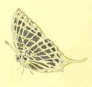 <i>Marpesia harmonia</i> Species of butterfly