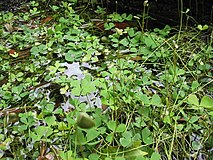 Las marsileáceas (Marsileaceae), entre las que se encuentran los falsos tréboles de 4 hojas, son plantas acuáticas emergentes (palustres).