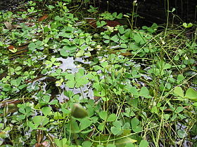 Marsilea hirsuta.