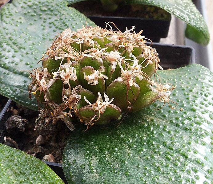 File:Massonia pustulata fruits.jpg