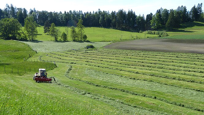 Harvesting meadow hay in Switzerland