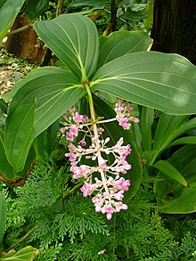 Medinilla myriantha.jpg