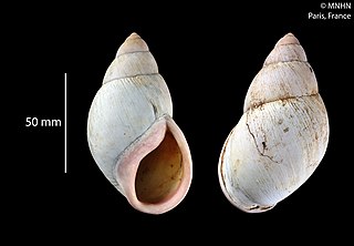 <i>Megalobulimus amandus</i> Species of gastropod