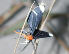 melanchroia chephise1.jpg