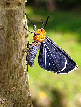 Melanchroia chephise