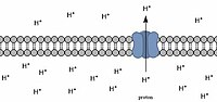 pH gradient across a membrane, with protons traveling through a transporter embedded in the membrane. Membrane pH gradient.jpg