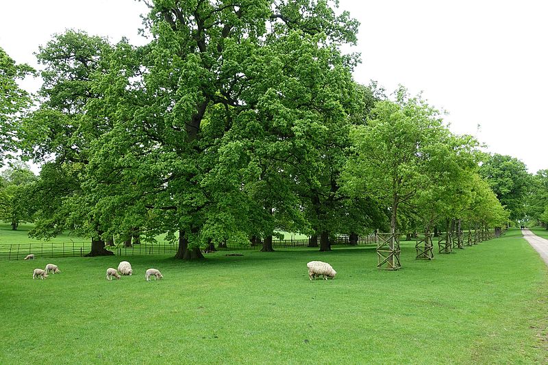 File:Memorial avenue - Althorp House - Northamptonshire, England - DSC09271.jpg