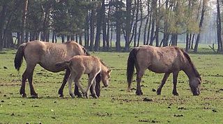 Dülmener Breed of horse