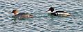 * Nomination Red-breasted merganser (Mergus serrator) (female, male) on the Lake Ontario, Toronto --Mykola Swarnyk 07:45, 3 March 2016 (UTC) * Decline Blurred. --Cccefalon 16:36, 3 March 2016 (UTC)