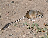 A living Dipodomys merriami, or Merriam's kangaroo rat Merriam's Kangaroo Rat, Chihuahuan Desert, New Mexico.jpg