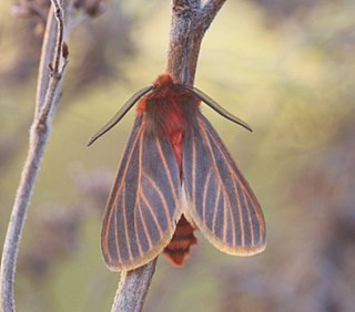 <i>Metarctia flavivena</i> Species of moth