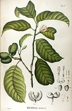 Vignette pour Magnolia montana