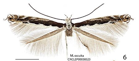 Parectopa occulta