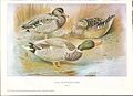 1.Mallard from British Surface feeding Ducks by J G Millais