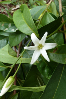 <i>Mischogyne elliotiana</i> Species of plant