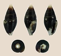 Mitromorpha fischeri, shell