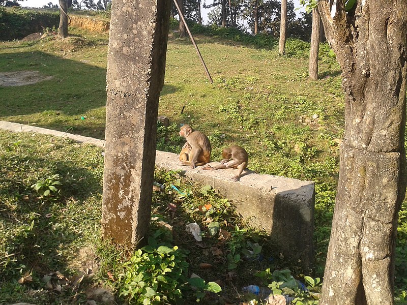 File:Monkey20161025 084711.jpg