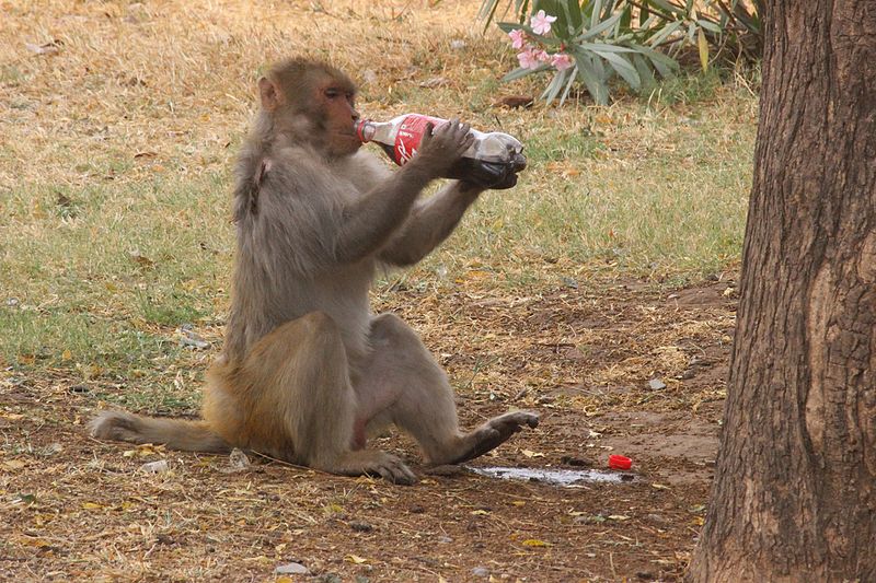 File:Monkey and Coke.jpg