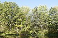 * Nomination Oak and Beach Maple fight for the pond -- Sixflashphoto 02:23, 29 September 2017 (UTC) * Decline Lack of detail, sorry --Cvmontuy 02:39, 2 October 2017 (UTC)