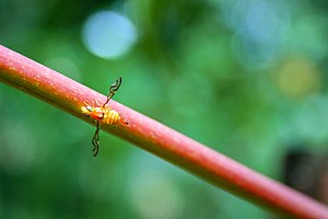 Anastrepha fraterculus on a stalk of vegetation. Mosca-das-frutas.jpg