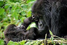 Mother and baby gorilla in volcanoes national park Mother and baby mountain gorillas. Volcanoes National Park, Rwanda (8159411404).jpg