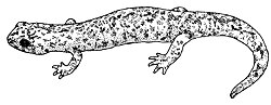 Thumbnail for Mount Lyell salamander