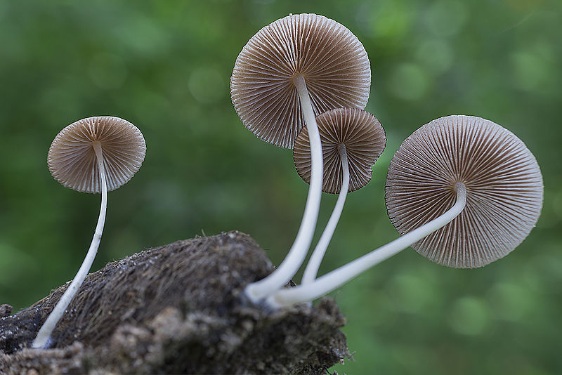 File:Mycena sp. (Mycenaceae) (15816950054).jpg