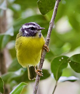Santa Marta warbler species of bird