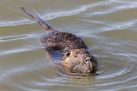 Myocastor coypus swimming in Oise River Compiègne France.jpg