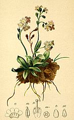 Myosotis alpestris plate in: Anton Hartinger: Atlas der Alpenflora, (1882)
