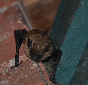 Myotis californicus.jpg