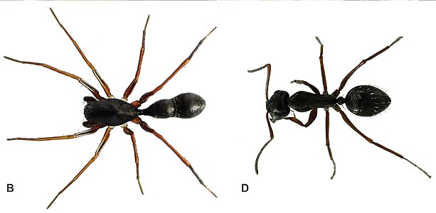 Myrmecotypus mazaxoides mimic (left), carpenter ant model (right)