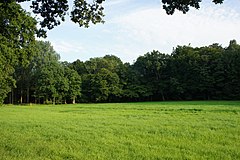 Wet meadow in August 2015