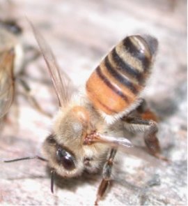 A fanning honeybee exposes Nasonov's gland (white – at tip of abdomen) releasing pheromone to entice swarm into an empty hive