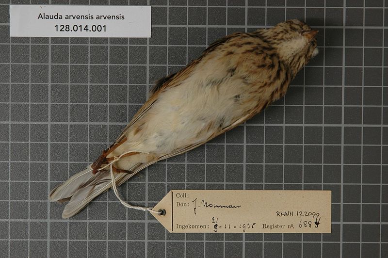 File:Naturalis Biodiversity Center - RMNH.AVES.122099 - Alauda arvensis arvensis Linnaeus, 1758 - Alaudidae - bird skin specimen.jpeg