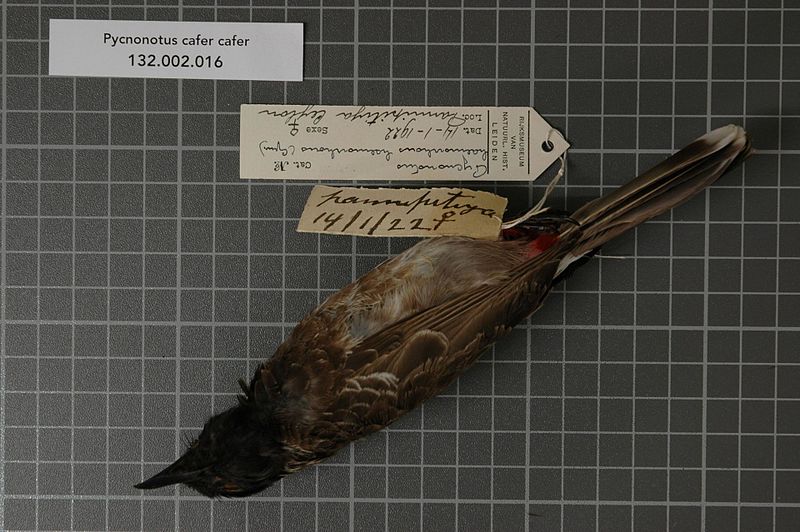 File:Naturalis Biodiversity Center - RMNH.AVES.125646 1 - Pycnonotus cafer cafer Linnaeus, 1766 - Pycnonotidae - bird skin specimen.jpeg