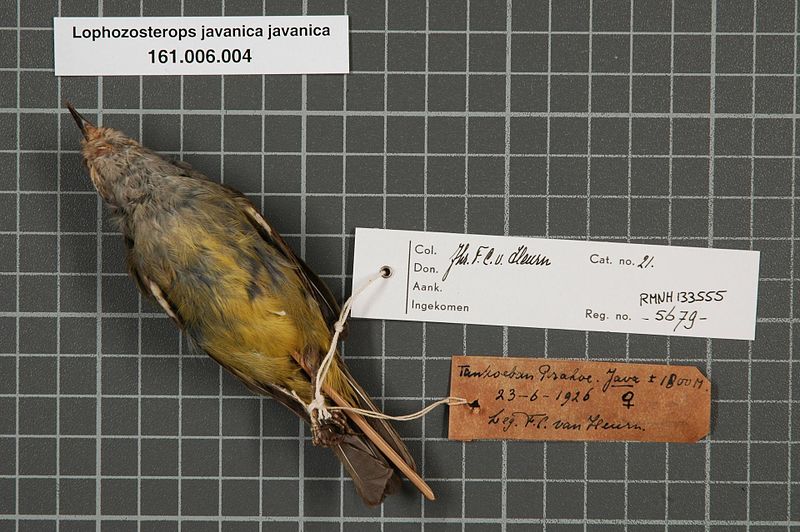 File:Naturalis Biodiversity Center - RMNH.AVES.133555 2 - Lophozosterops javanica javanica Horsfield, 1821 - Zosteropidae - bird skin specimen.jpeg