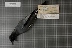 Description de l'image Naturalis Biodiversity Center - RMNH.AVES.85029 1 - Coracina dohertyi (Hartert, 1896) - Campephagidae - bird skin specimen.jpeg.