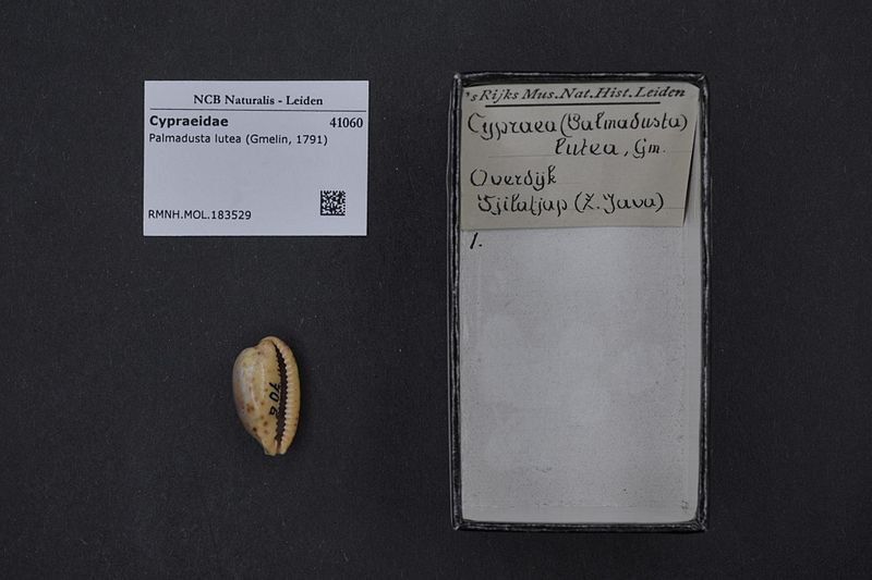 File:Naturalis Biodiversity Center - RMNH.MOL.183529 - Palmadusta lutea (Gmelin, 1791) - Cypraeidae - Mollusc shell.jpeg