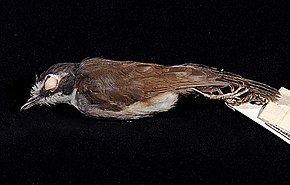 Opis zdjęcia Centrum Bioróżnorodności Naturalis - ZMA.AVES.6648 - Malacopteron albogulare albogulare Blyth, 1844 - Timaliidae - skin specimen.jpeg.