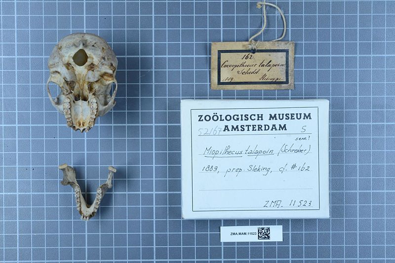 File:Naturalis Biodiversity Center - ZMA.MAM.11523 pal - Miopithecus talapoin - skull.jpeg