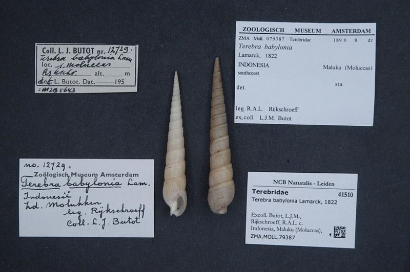 File:Naturalis Biodiversity Center - ZMA.MOLL.79387 - Terebra babylonia Lamarck, 1822 - Terebridae - Mollusc shell.jpeg