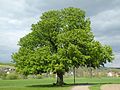 image=https://commons.wikimedia.org/wiki/File:Naturdenkmal_Landkreis_Kassel_6.33.781_2017-04-29_b.JPG