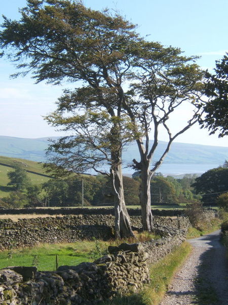 File:Near the foot of the track to Swinside - geograph.org.uk - 572864.jpg