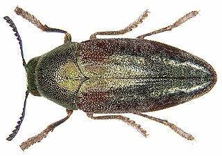 <i>Neojulodis</i> genus of insects
