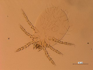 <i>Neotrombicula</i> Genus of mites