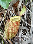 N. ampullaria × N. neoguineensis