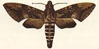 <i>Nephele accentifera</i> Species of moth