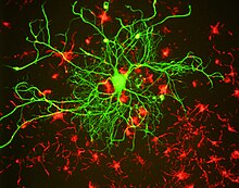 Rat brain cells grown in tissue culture and stained, in green, with an EnCor mouse monoclonal antibody to neurofilament subunit NF-L, (HGNC name NEFL), which reveals a large neuron. The cells in the above image were also stained in red with an EnCor rabbit antibody to a-internexin, which in this culture is found in neuronal stem cells. Neuron in tissue culture.jpg