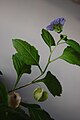 Nicandra physalodes